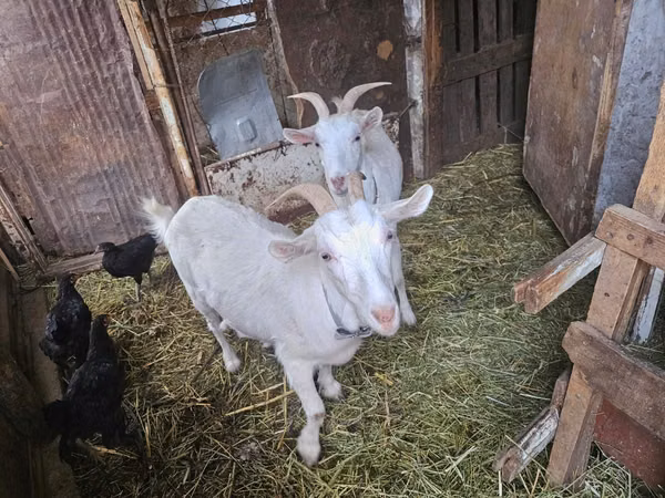 बकरी, Saanen goat