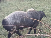 मेढ़ा, Edilbay sheep — फ़ोटो 4