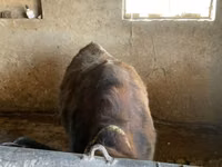 Kuh, Russian Black pied cattle — Foto 4