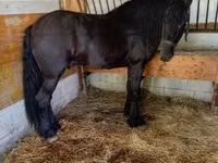 Horse (M), Friesian — photo 3