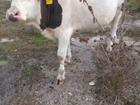 ثور, Russian Black pied cattle — الصورة 2