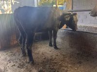 母牛, Swiss cattle — 照片 4