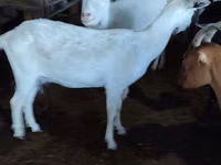 बकरी, Saanen goat — फ़ोटो 1