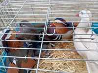 Ducks — الصورة 1