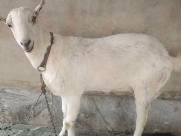 Ямаа (бүлэг, хүйс заагаагүй), Barbari goats