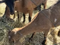 母山羊, Alpine goat — 照片 1