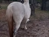 Yegua, Caballos — foto 3