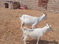 公山羊, Saanen goat — 照片 5