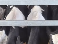 Bulle, Russian Black pied cattle — Foto 7