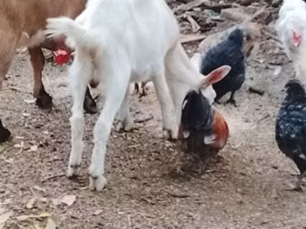 Goat, Goats