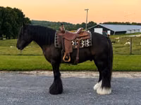 Адуу, Gypsy horse — 8 зураг