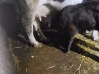 सांड, Russian Black pied cattle — फ़ोटो 3