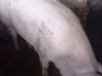 Schweine (Partie, Geschlecht nicht angegeben) — Foto 4