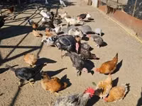 Chickens — फ़ोटो 1