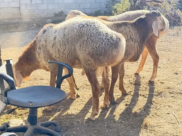 كبش, Edilbay sheep