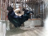 Chickens — Foto 1