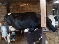 母牛, Russian Black pied cattle — 照片 6