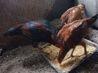 Chickens — 照片 5