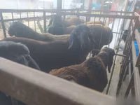 Ram, Blackheaded Persian sheep — photo 2