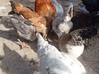 Chickens — photo 3