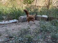 Brahma — photo 3