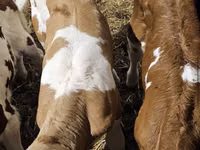 Bulle, Simmental cattle — Foto 5