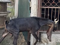 Ямаа, Kamori goats — 4 зураг