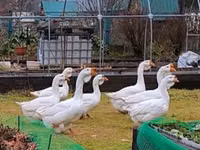 Geese — 3 зураг