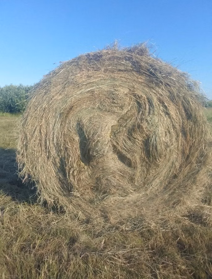 Сено в тюках