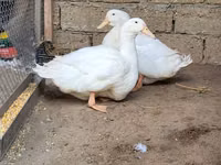 Ducks — photo 1