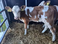 Bulle, Simmental cattle — Foto 2