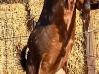 बकरा, Kamori goats — फ़ोटो 2