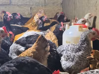 Chickens — 照片 2