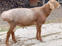 Хуц, Arashan sheep — 2 зураг