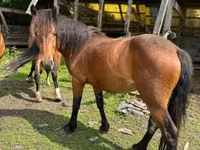 Азаргагүй морь, Međimurje horse — 1 зураг
