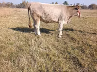 母牛, Cattle — 照片 4