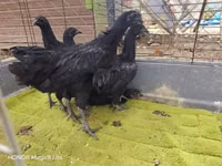 Ayam Cemani — photo 5
