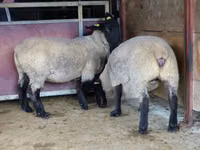 母羊, White Suffolk sheep — 照片 2