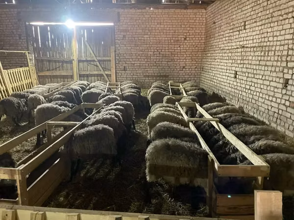 Живые баранчики 5-6 мес (25-35 кг)