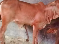 母牛, Brahman — 照片 1
