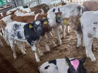 公牛, Simmental cattle — 照片 2