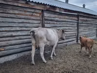 Cow, Cattle — photo 5