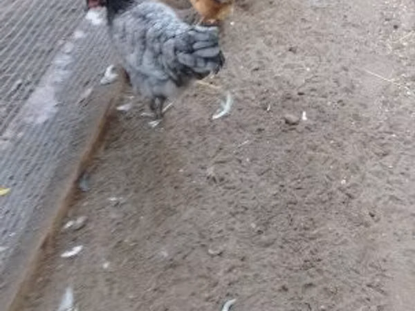 डेनिश हेन