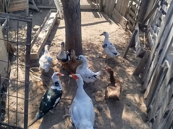 Ducks