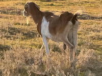 تيس, الماعز — الصورة 1