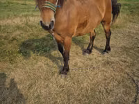 Yegua, Caballos — foto 2