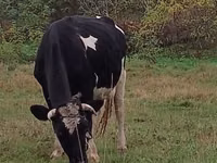 母牛, Russian Black pied cattle — 照片 5