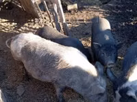Boar — photo 4