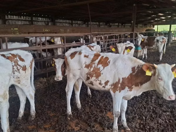 母牛, Russian Black pied cattle