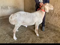 Carnero, Arashan sheep — foto 1